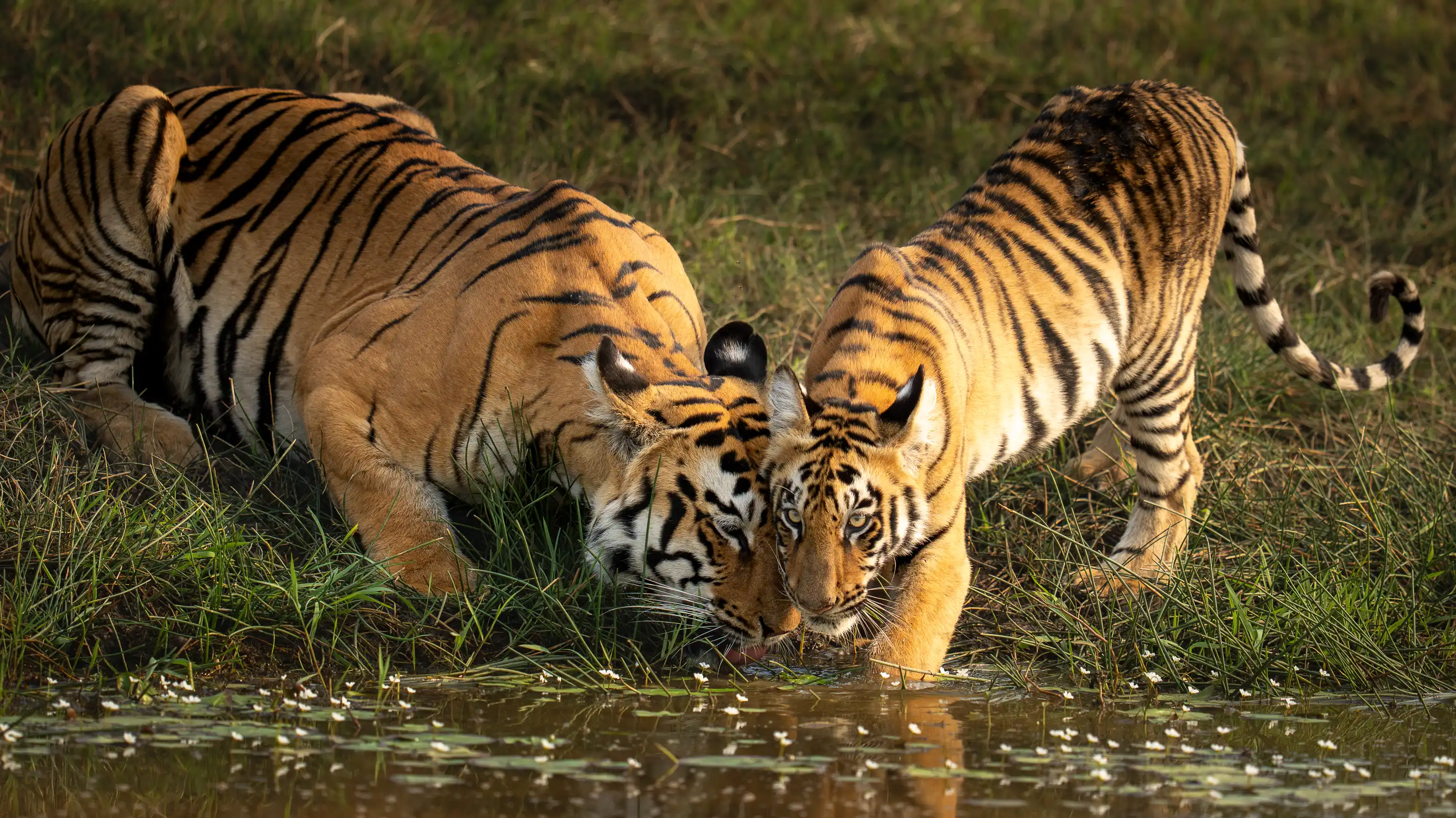 Panna & Bandhavgarh Tiger Expedition gallery image 6